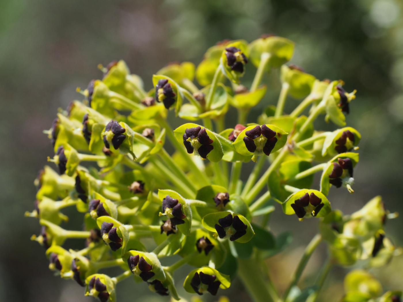 Spurge, Mediterranean flower